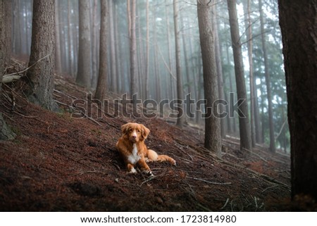 dog in a foggy forest. Pet on the nature. red Nova Scotia Duck Tolling Retriever
