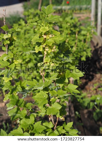 Spring vegetation background. Blackcurrant branches with leaves and flowers.