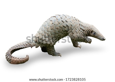 Java Pangolin (manis javanica) on green grass. It was smuggled in Asia. Because it is popularly consumed and its scales are an ingredient in Chinese medicine. Wildlife crime. Royalty-Free Stock Photo #1723828105