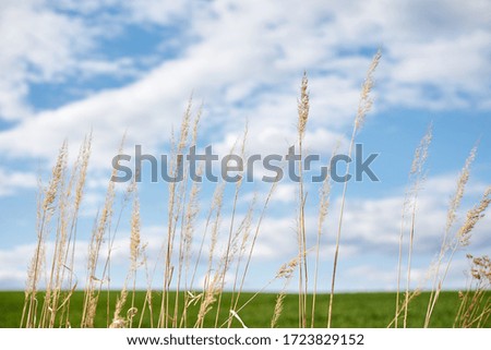 Close-up picture of dry yellow grass on green field with light blue sky and white clouds. Countryside village rural natural background at sunny weather in spring summer. Nature protection concept.