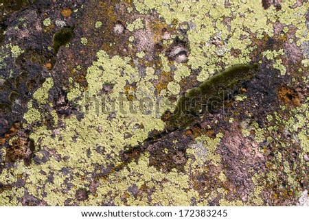 Close up of Lichen and Moss covered Branch