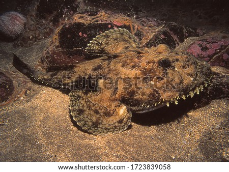 angler fish (also known as monkfish) on sandy sea bed where it is very well camouflaged Royalty-Free Stock Photo #1723839058