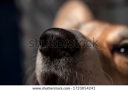 Close up black nose of Welsh Corgi Pembrok dog. in sunny day. Beautiful comic animal.