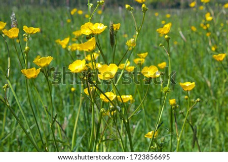 Yellow buttercups in a meadow on a sunny day Royalty-Free Stock Photo #1723856695