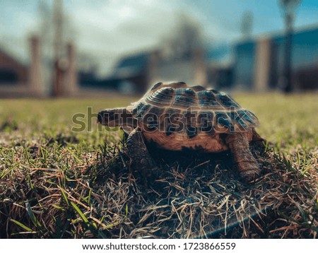 turtle in the grass. Land turtle in the garden