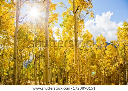 Aspen trees in fall with yellow and orange leaves and the sun shining in the mountains Royalty-Free Stock Photo #1723890151