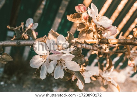 Spring background of blooming white flowers. Spring mood concept. Template for banner, poster. Abstract blurred background