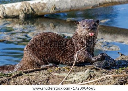 Juvenile North American river, northern or common otter found in a local homeowners neighborhood retention lake type pond canal in Coral Springs, Florida from the Everglades of Miami / Broward County