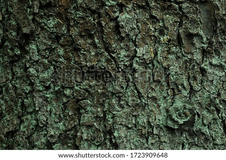 Tree bark structure close up after rain in the forest
