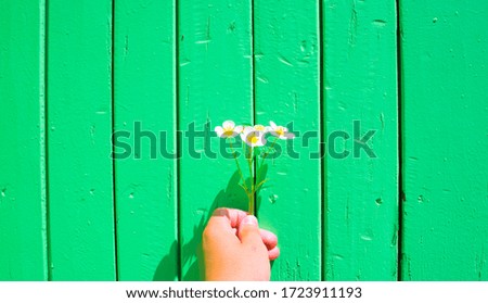 Beautiful fresh vibrant flowers on a green wooden background. screensaver concept