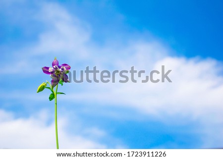 A beautiful, fresh, vibrant purple-tinted flower against a classic blue sky with cumulus clouds. close-up, screen saver