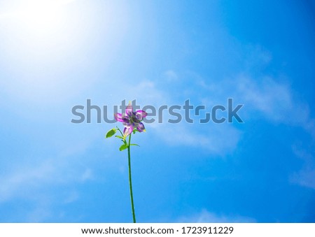 A beautiful, fresh, vibrant purple-tinted flower against a classic blue sky with cumulus clouds. close-up, screen saver
