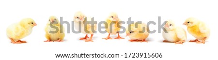 Little yellow chicks isolated on white background. Farm incubator chickens on walk.  Royalty-Free Stock Photo #1723915606