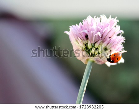 ladybug eating on the chive flower in the terrace Paris-France
