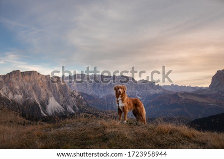 dog in the mountains. Nova Scotia Duck Tolling Retriever on the background of rocks at sunset. . Hiking with a pet Royalty-Free Stock Photo #1723958944