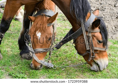 Horses grazing on the green grass. Close up picture