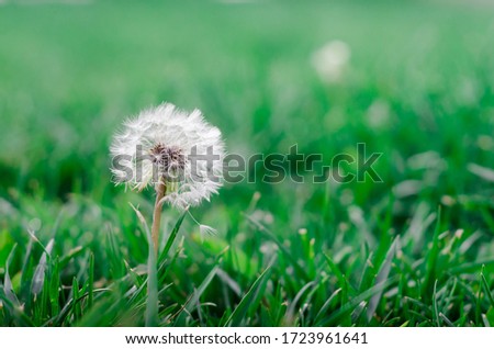 White puppus disk of Dandelion (Taraxacum) in green grasses garden