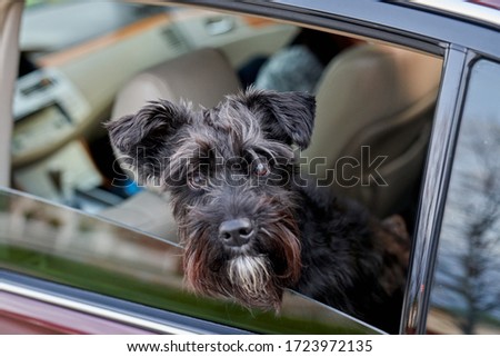 Black Miniature Schnauzer (dog) looking out car window waiting to go for a car ride.                       