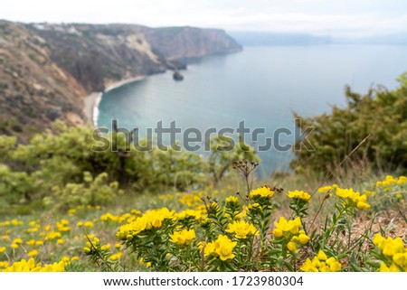 View of Cape Fiolent, Crimea, Sevastopol. Spring sunny day, flowering yellow bush. The concept of calm, silence and unity with nature.