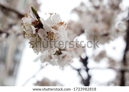 Blooming white tree at spring