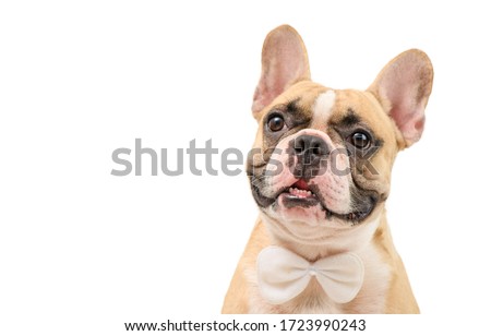Portrait of cute brown french bulldog wear white bow tie isolated on white background and clipping path, pet and animal concept Royalty-Free Stock Photo #1723990243