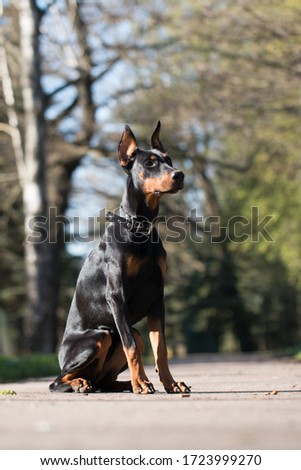 Doberman dog pup sitting on asphalted road with green trees in background