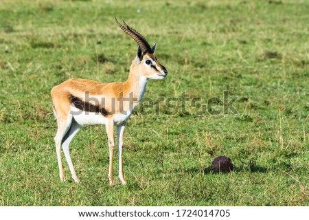 Single Thomson's gazelle standing on green grass in Maasai Mara National Reserve, Kenya Royalty-Free Stock Photo #1724014705