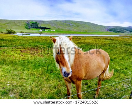 Icelandic horse with blonde mane