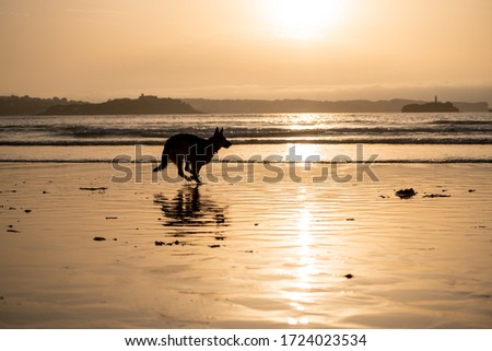 German shepherd dog running free off the leash and playing on a friendly-dog beach at sunset. Pet friendly vacation destination advertising and dog lovers image and vet backgrounds advertising.