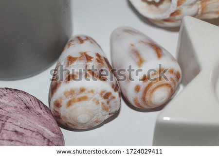 tropical marine seashell decorative background