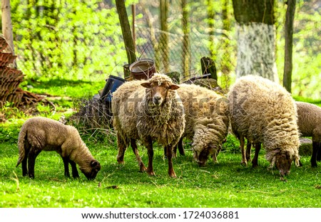 Sheeps in a meadow on green grass. Spring sunset.  Farmhouse. Lambs and Sheep