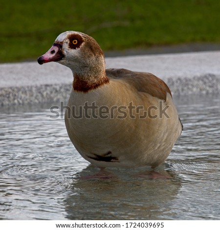 Egyptian Goose (Alopochen aegyptiacus), adult, London, England, UK.