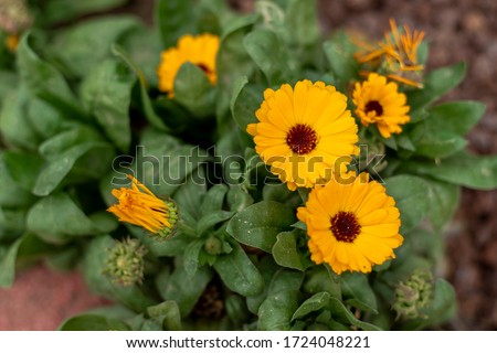 medicinal and fragrant calendula flower blooming in april