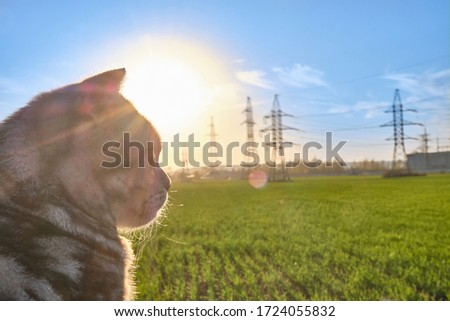 Portrait of a cat at sunset on a background of green grass lawn and power lines