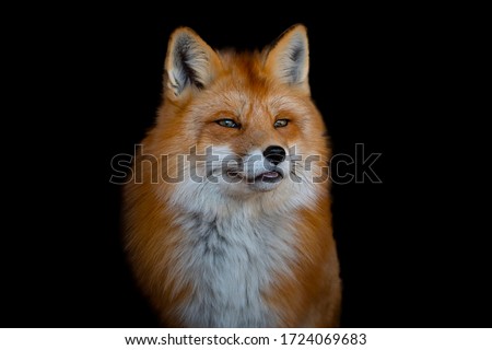 Portrait of a beautiful red fox with thick fur on a contrasting black background