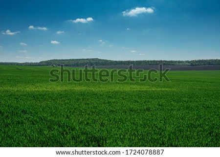 wheat field in spring time Royalty-Free Stock Photo #1724078887