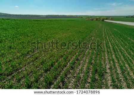 wheat field in spring time Royalty-Free Stock Photo #1724078896