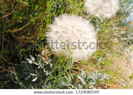 Stunning Dandelion in the grass, Close up view