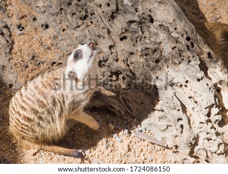 Meerkat looking up near a rock with sandy ground surface on a sunny day.