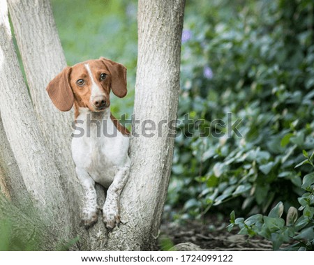 Handsome spotted dachshund looks out from the fork of a tree in the garden