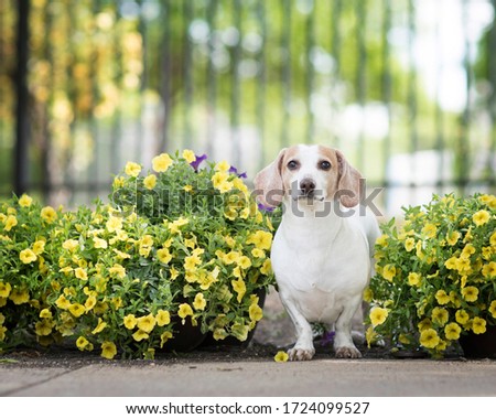 Dachshund with tan and white markings peeks out of a row of yellow flowers in the park 