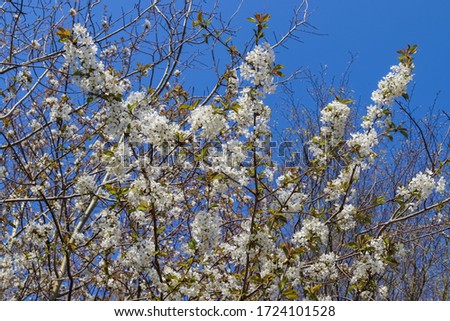 Park with a blooming cherry tree in a green grass meadow on a sunny day during the spring season.