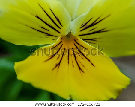 Vivid image of yellow flower with purple lines macro photo.