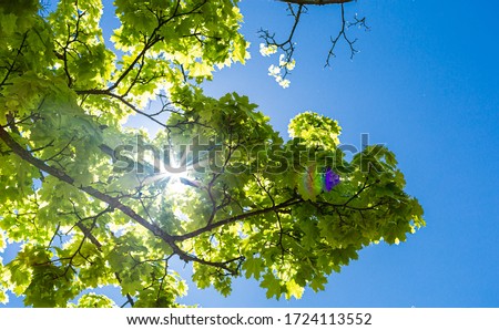 Tree in the park against the sky. The sun goes through the leaves. Sun rays on the leaves. Spring in the park. Green leaves in the sun.