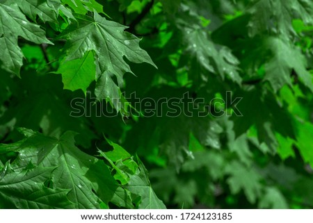 Maple leaf background is perfect for your design
