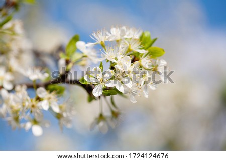 Apple flowers on a tree branch against a blue sky. A bee collects nectar from flowers.
