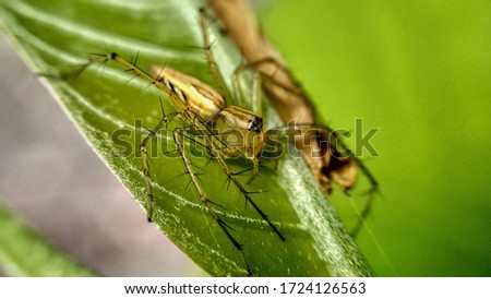 a golden spider detail macro