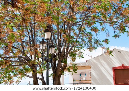 Courtyard in the Old Town, Alicante, Spain, with trees and quaint lanterns. Calle San Antonio.