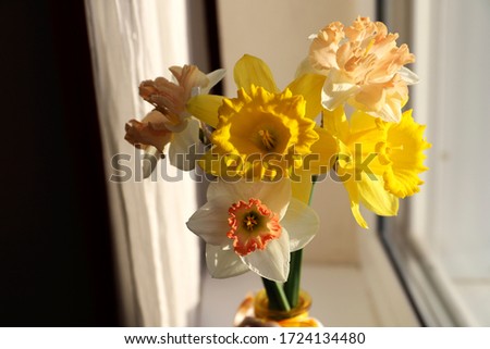 Bouquet of daffodils on a window in the sunlight.