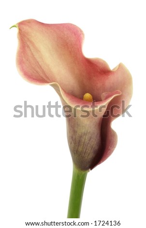 Detail of calla on white background - isolated